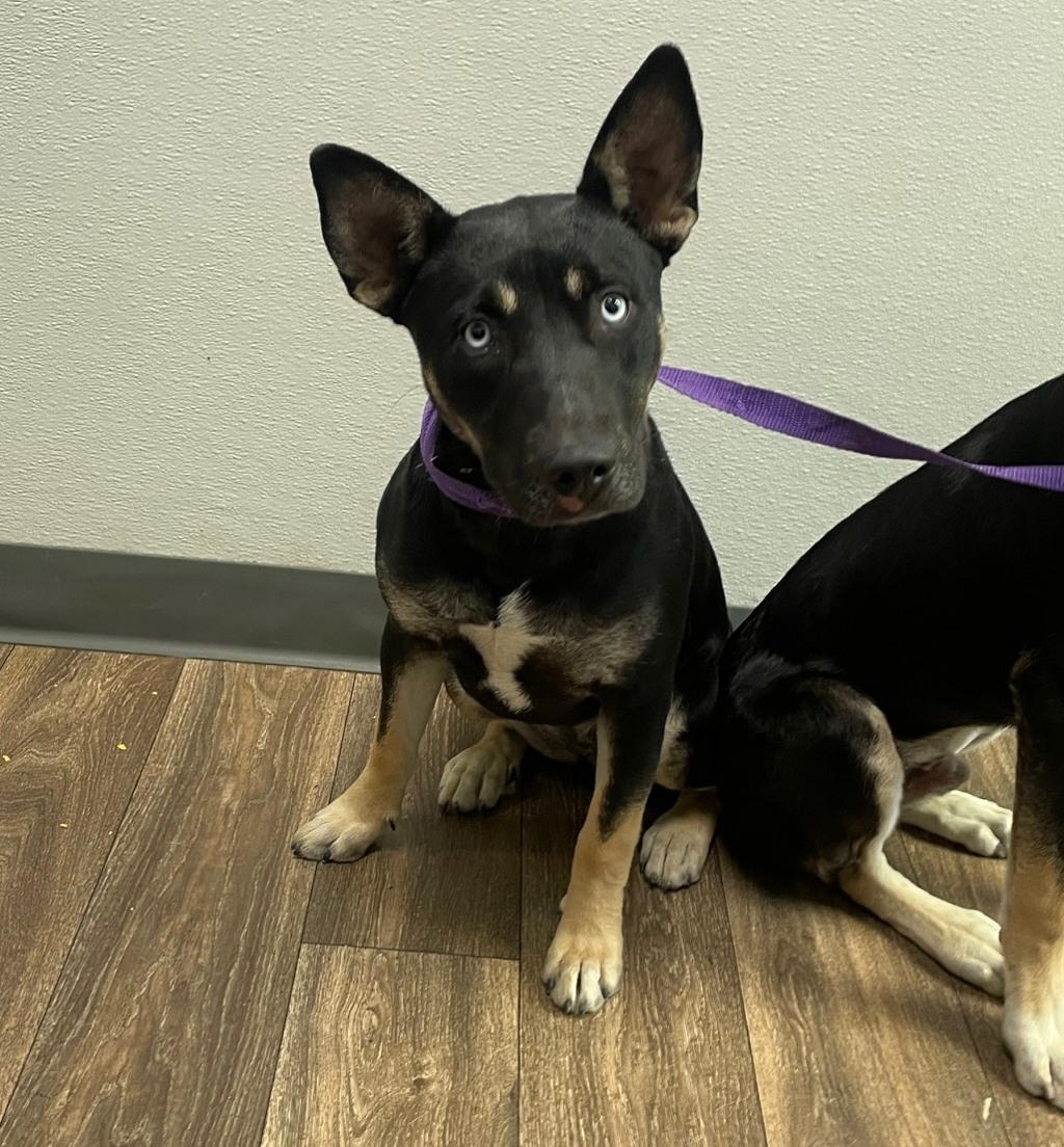 Shelter Stray Female Dog last seen Near Perth Place, San Diego, CA, 92139, 5500 Gaines St, San Diego, CA 92110, USA