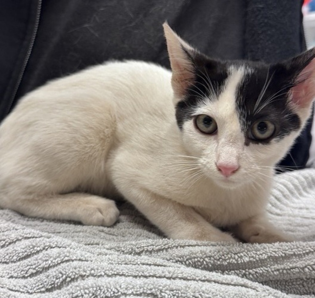 Shelter Stray Female Cat last seen Near N Midway Drive, Escondido, CA, 92027, Escondido, CA 92027, USA