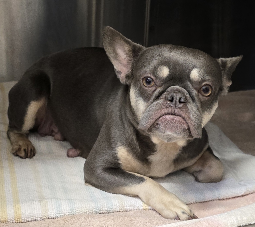 Shelter Stray Female Dog last seen Near W Main Street, El Cajon, CA, 92020, El Cajon, CA 92020, USA