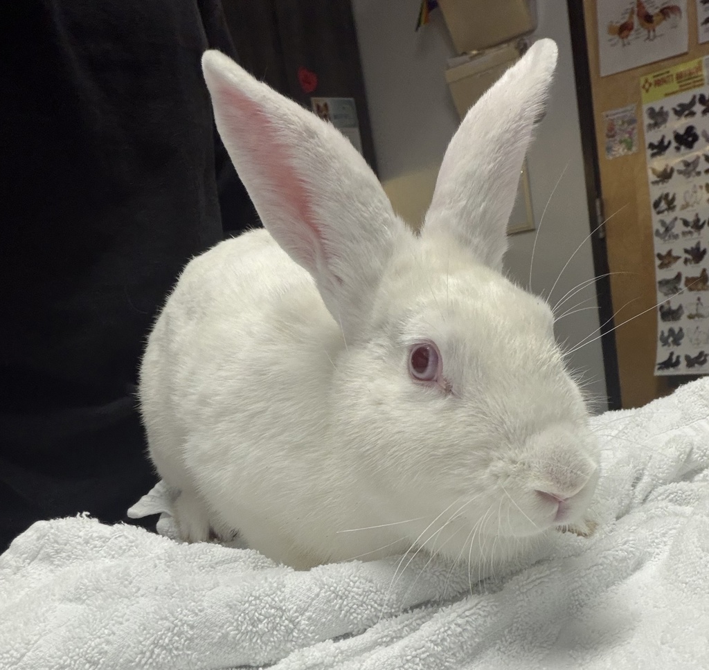 Shelter Stray Male Rabbit last seen W Mission Avenue, Escondido, CA, 92025, Escondido, CA 92027, USA
