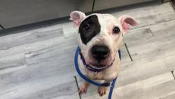 Shelter Stray Male Dog last seen Apt 2E,35-05 30th Street, ASTORIA, NY, 11106, 326 E 110th St, New York, NY 10029, USA
