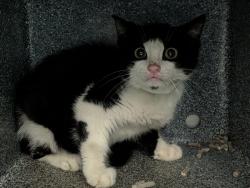 Shelter Stray Male Cat last seen 149th 3rd Avenue, BRONX, NY, 10455, 326 E 110th St, New York, NY 10029, USA