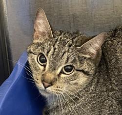 Shelter Stray Unknown Cat last seen W Jewell Ave// Kipling St, Lakewood, CO, 80227, 580 McIntyre St, Golden, CO 80401, USA