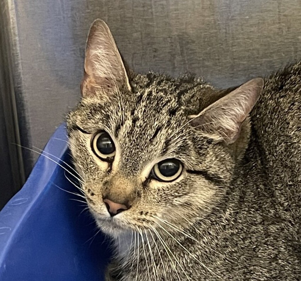 Shelter Stray Unknown Cat last seen W Jewell Ave// Kipling St, Lakewood, CO, 80227, 580 McIntyre St, Golden, CO 80401, USA