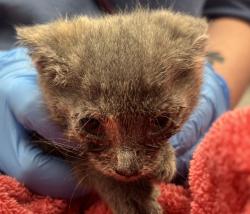 Shelter Stray Female Cat last seen Near N Zuni St, Westminster, CO, 80031, 580 McIntyre St, Golden, CO 80401, USA