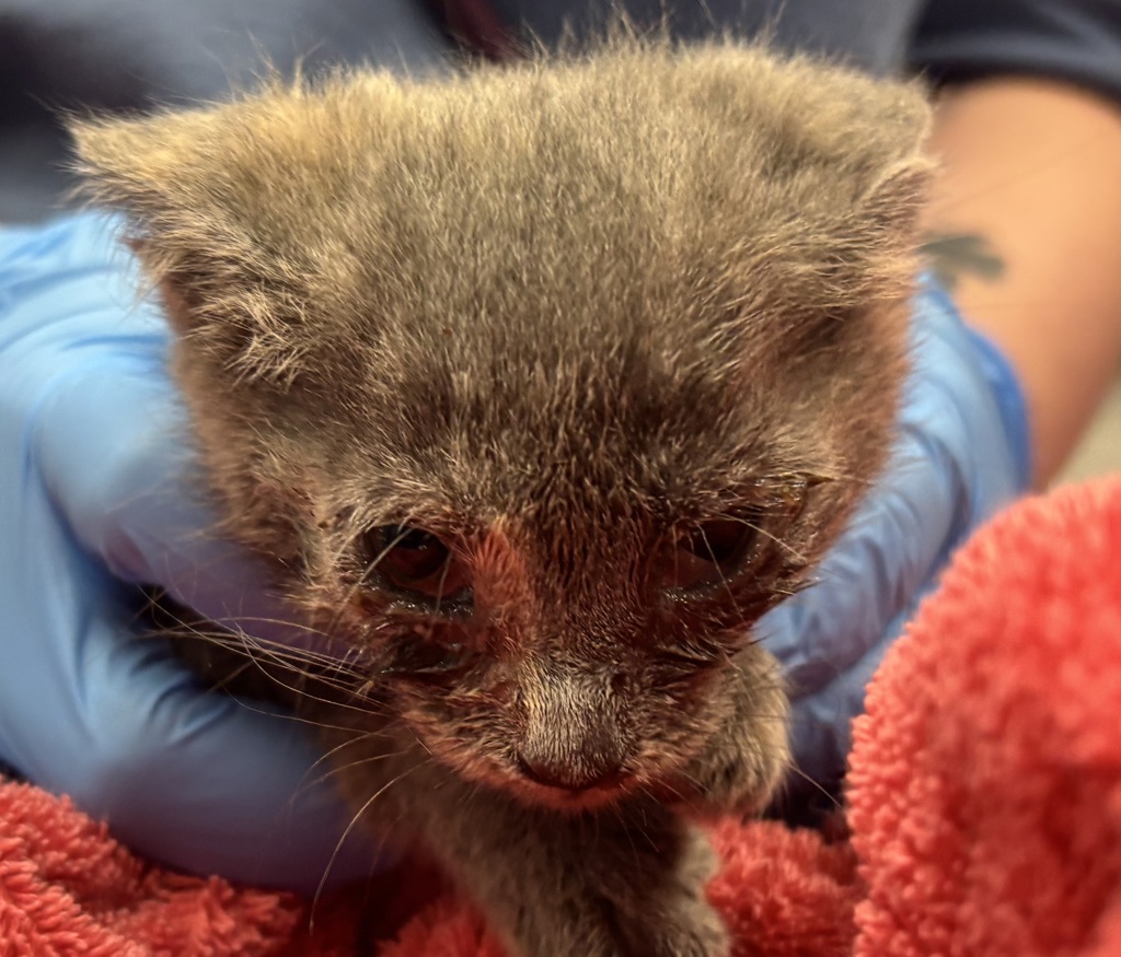 Shelter Stray Female Cat last seen Near N Zuni St, Westminster, CO, 80031, 580 McIntyre St, Golden, CO 80401, USA