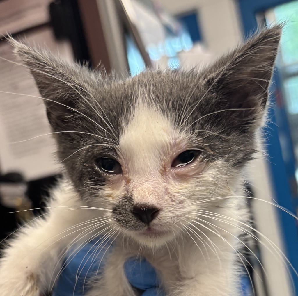 Shelter Stray Male Cat last seen Near N Zuni St, Westminster, CO, 80031, 580 McIntyre St, Golden, CO 80401, USA