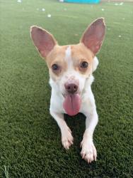 Shelter Stray Male Dog last seen Near Acari Street, San Diego, CA, 92111, 5500 Gaines St, San Diego, CA 92110, USA