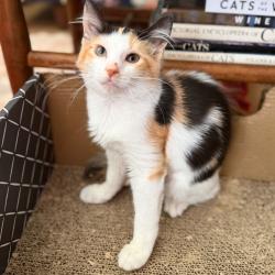 Shelter Stray Female Cat last seen , 8020 Washington St, Port Richey, FL 34668, USA