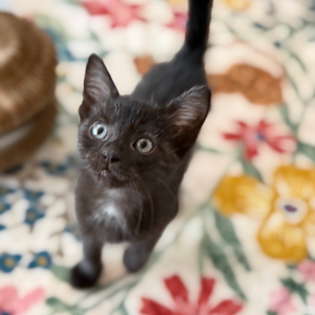 Shelter Stray Female Cat last seen , 8020 Washington St, Port Richey, FL 34668, USA