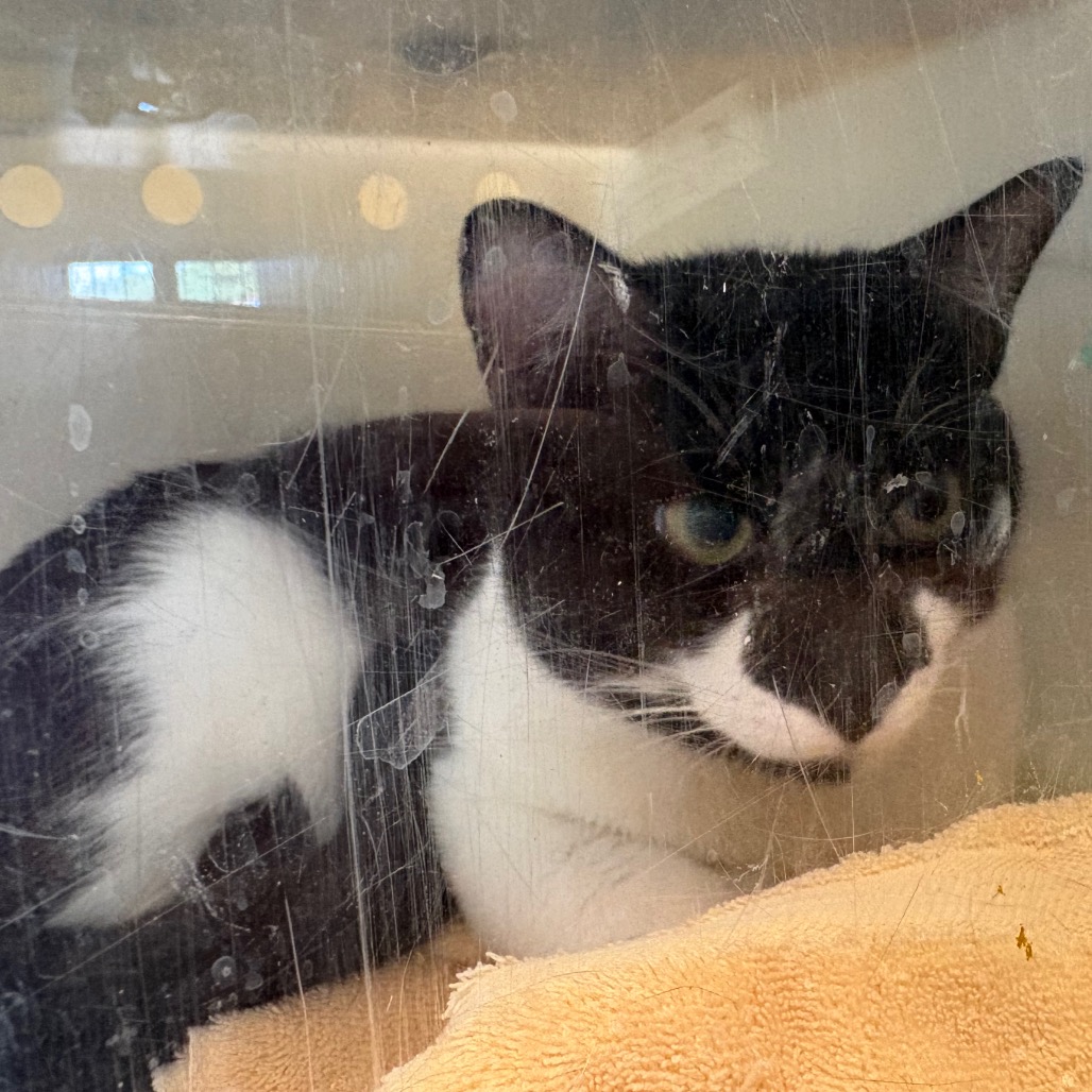 Shelter Stray Male Cat last seen , 361 S Raymond Ave, Pasadena, CA 91105, USA