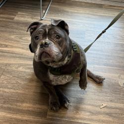 Shelter Stray Female Dog last seen Near Home Avenue, San Diego, CA, 92105, 5500 Gaines St, San Diego, CA 92110, USA
