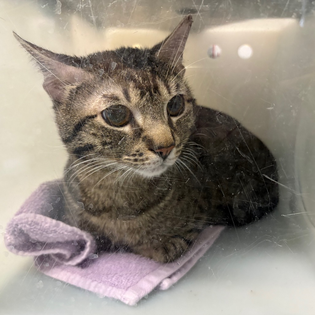 Shelter Stray Male Cat last seen , 361 S Raymond Ave, Pasadena, CA 91105, USA