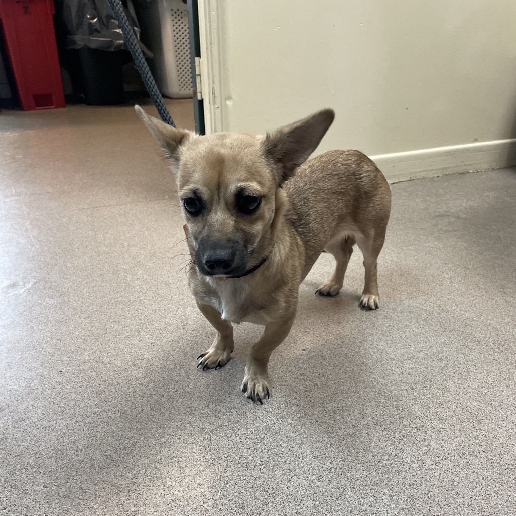 Shelter Stray Female Dog last seen , 361 S Raymond Ave, Pasadena, CA 91105, USA