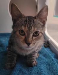 Shelter Stray Female Cat last seen Near E 5th Avenue, Escondido, CA, 92025, Escondido, CA 92027, USA