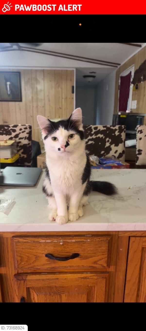 Lost Male Cat last seen Near Conklin Rd, Washington County, TN 37690