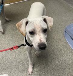 Shelter Stray Female Dog last seen Near Valley Pkwy, Escondido, CA, 92027, Escondido, CA 92027, USA