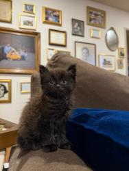 Shelter Stray Male Cat last seen Kirkcalty Drive, San Diego, CA, 92111, 5500 Gaines St, San Diego, CA 92110, USA