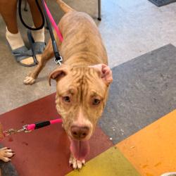 Shelter Stray Male Dog last seen , Animal Care & Control Team of Philly, 111 W Hunting Park Ave, Philadelphia, PA 19140, USA