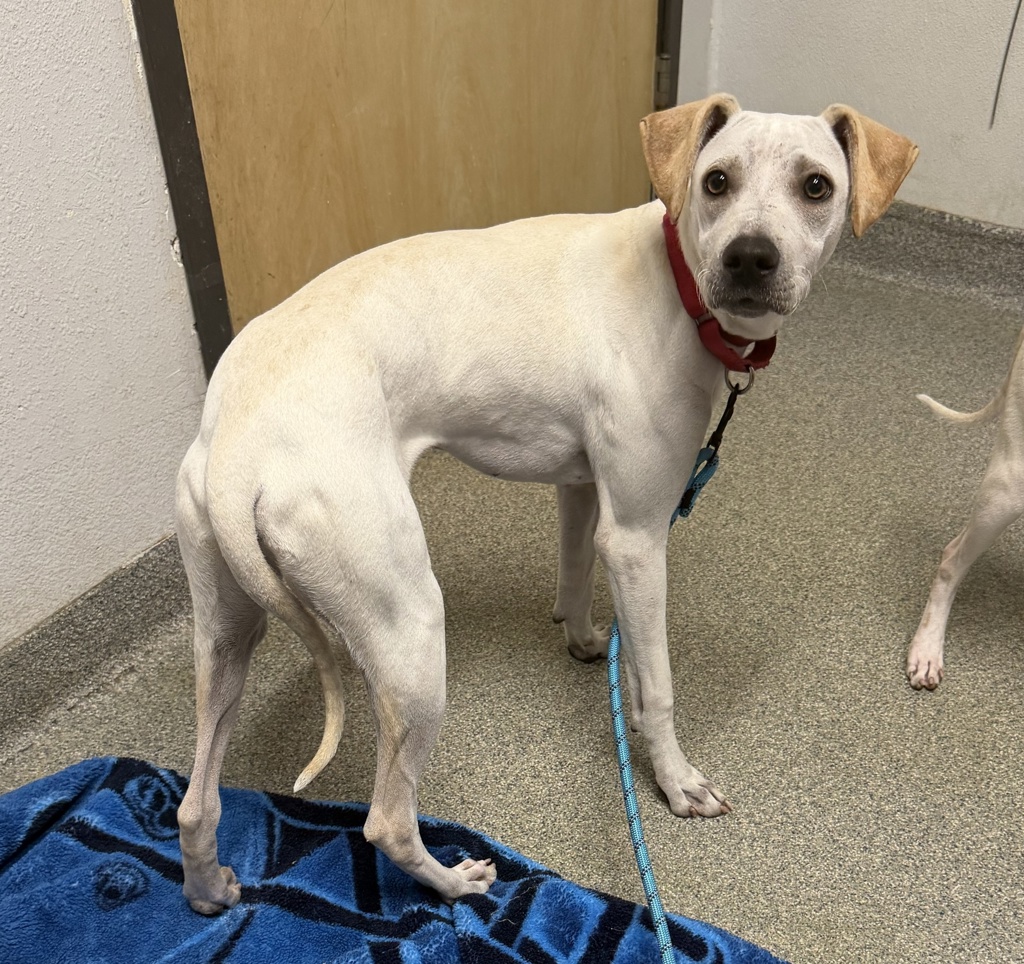 Shelter Stray Male Dog last seen Near E Valley Pkwy, Escondido, CA, 92027, Escondido, CA 92027, USA