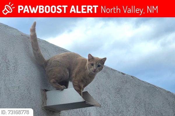 Lost Female Cat last seen 4th St and Alameda, or Raymond G Sanchez Community Center, North Valley, NM 87114