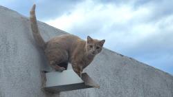 Lost Female Cat last seen 4th St and Alameda, or Raymond G Sanchez Community Center, North Valley, NM 87114