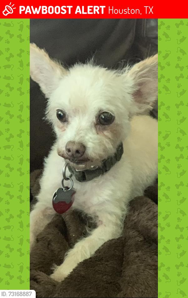 Lost Male Dog last seen Almeda-Genoa @ Chiswick Rd, Houston, TX 77047