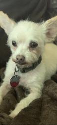Lost Male Dog last seen Almeda-Genoa @ Chiswick Rd, Houston, TX 77047