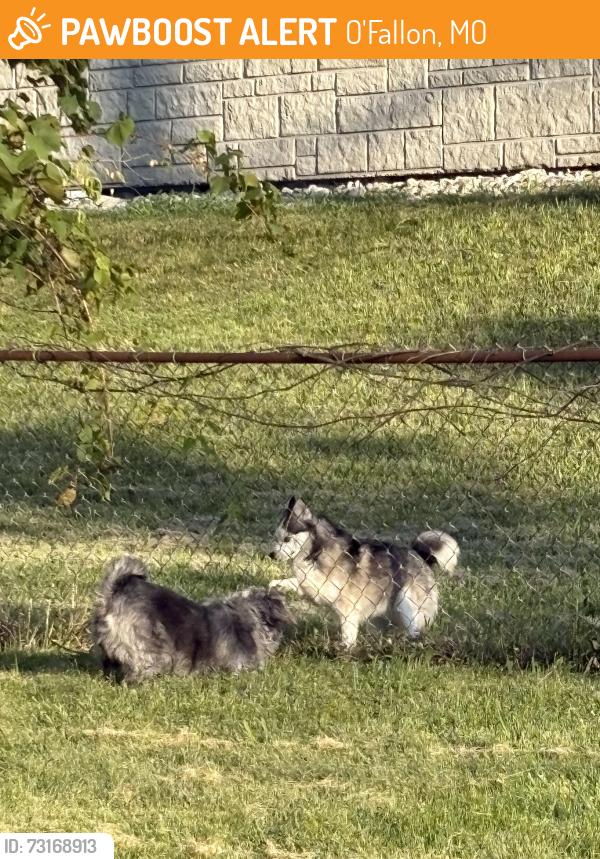 Found/Stray Male Dog last seen Vine St., O'Fallon, MO 63366