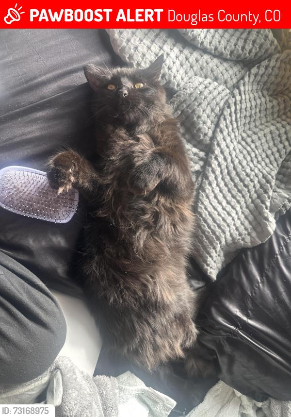 Lost Male Cat last seen Summit rd, Douglas County, CO 80138