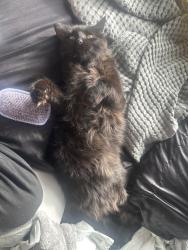 Lost Male Cat last seen Summit rd, Douglas County, CO 80138