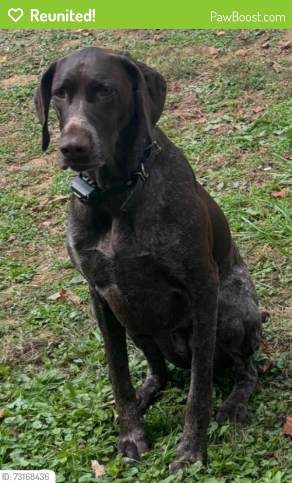 Reunited Female Dog last seen McGovern Blvd / 51, Crescent Township, PA 15046