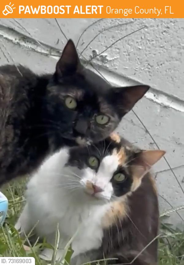 Found/Stray Unknown Cat last seen Goldenrod rd and lake underhill, Orange County, FL 32822