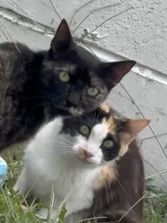 Found/Stray Unknown Cat last seen Goldenrod rd and lake underhill, Orange County, FL 32822