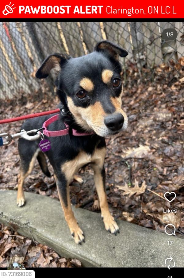 Lost Female Dog last seen Near Liberty St N, Bowmanville, ON L1C 6L1, Clarington, ON L1C 6L1
