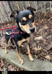Lost Female Dog last seen Near Liberty St N, Bowmanville, ON L1C 6L1, Clarington, ON L1C 6L1