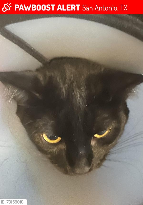Lost Female Cat last seen Near mcCarty apt no 101 San Antonio TX 782116, San Antonio, TX 78216