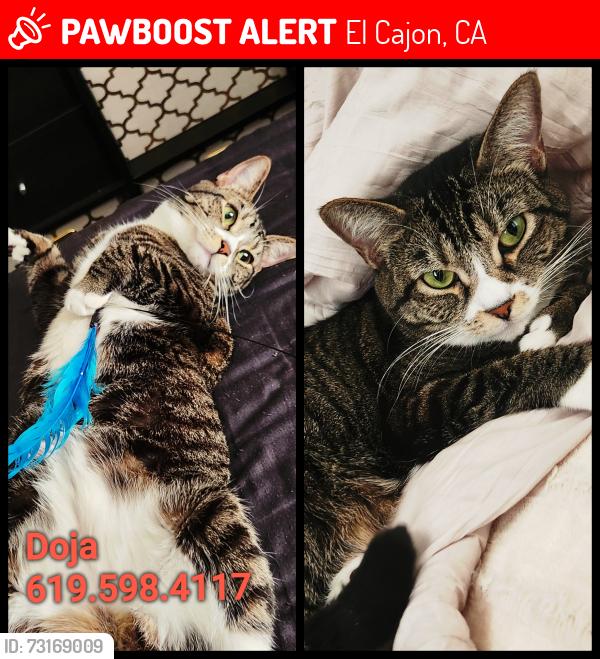 Lost Female Cat last seen Sunshine Avenue and Chase Avenue, El Cajon, CA 92020