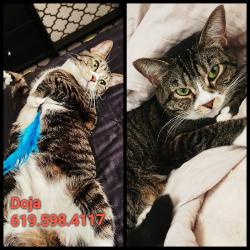 Lost Female Cat last seen Sunshine Avenue and Chase Avenue, El Cajon, CA 92020