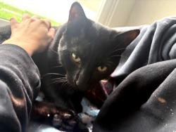 Lost Male Cat last seen Townhouse lane, Chesapeake, VA 23323