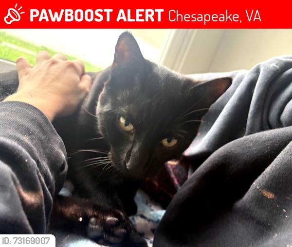 Lost Male Cat last seen Townhouse lane, Chesapeake, VA 23323