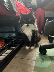 Lost Female Cat last seen Federal,Mexico ave. Torres Mex restaurant, Denver, CO 80219