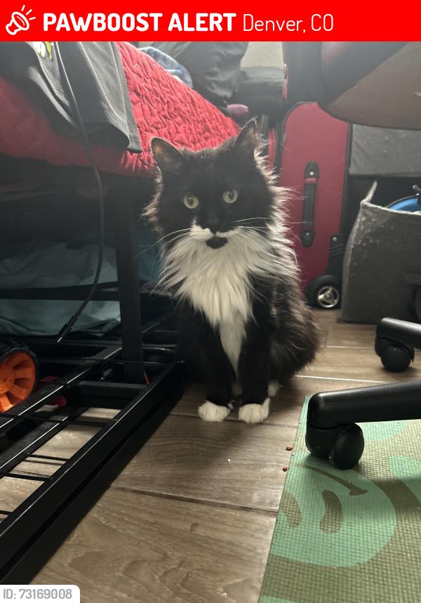 Lost Female Cat last seen Federal,Mexico ave. Torres Mex restaurant, Denver, CO 80219