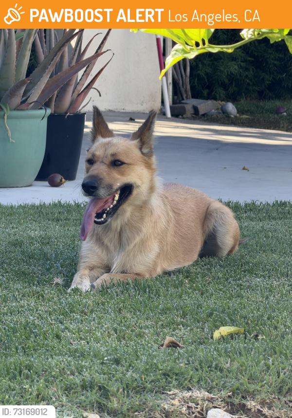 Found/Stray Female Dog last seen Crenshaw and Venice, Los Angeles, CA 90035