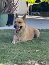 Found/Stray Female Dog last seen Crenshaw and Venice, Los Angeles, CA 90035