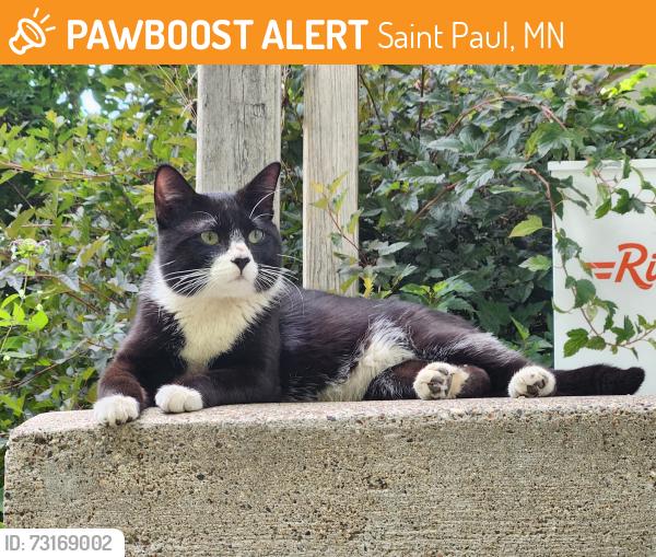 Found/Stray Male Cat last seen Jackson Street and Jessamine, Saint Paul, MN 55117