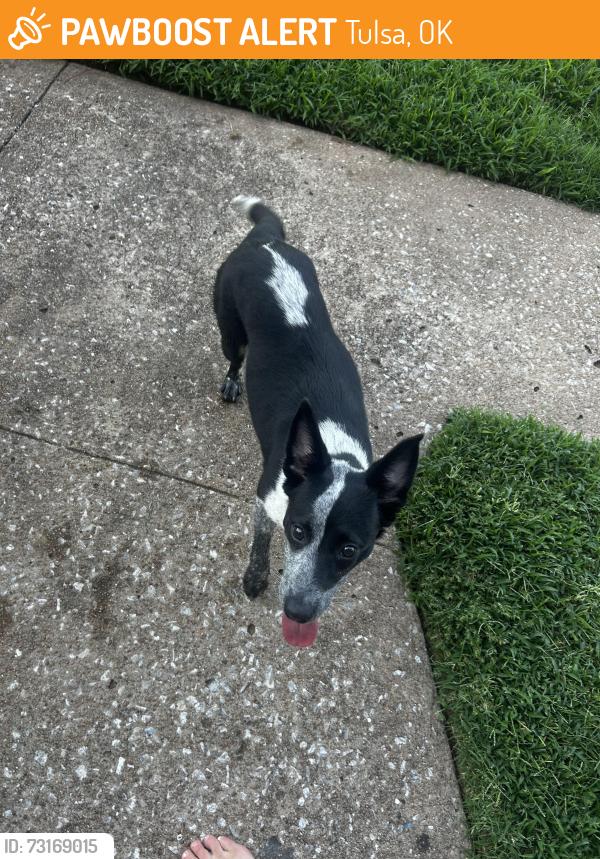 Found/Stray Female Dog last seen River, Tulsa, OK 74127