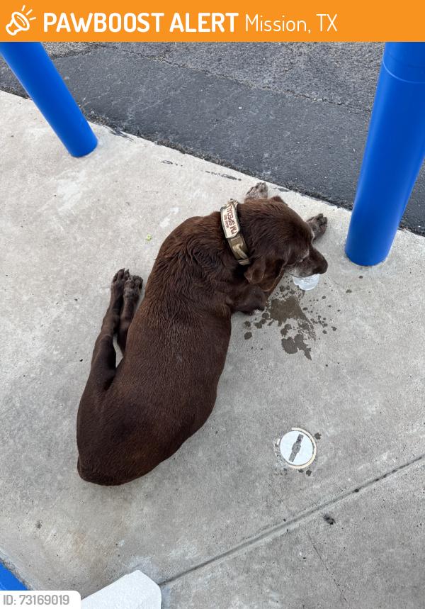 Found/Stray Male Dog last seen Conway and expresway, Mission, TX 75872