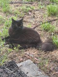 Found/Stray Unknown Cat last seen 7th st 45 Ave N, St. Petersburg, FL 33703