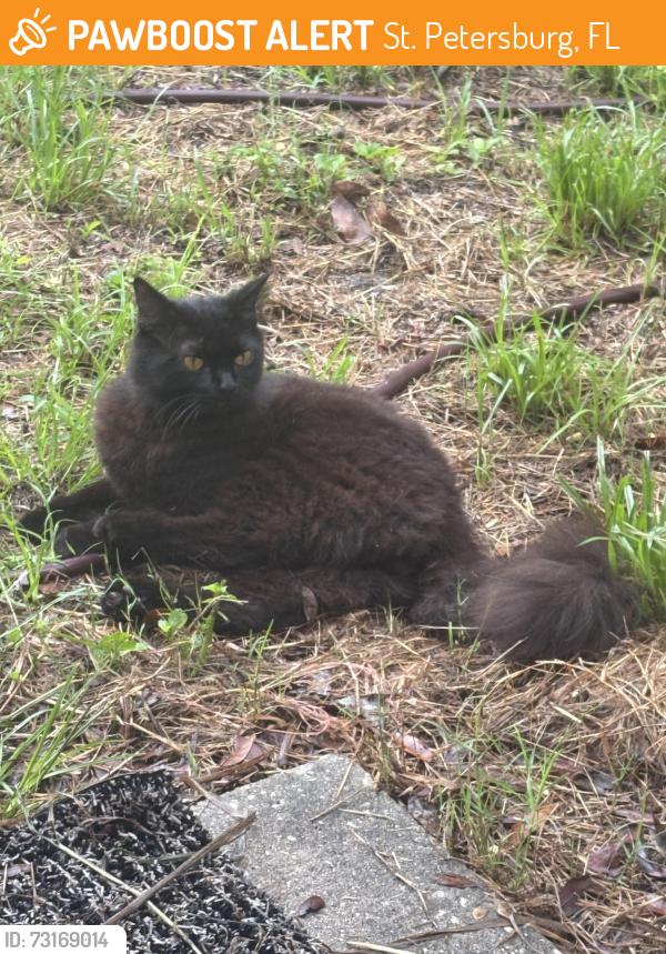 Found/Stray Unknown Cat last seen 7th st 45 Ave N, St. Petersburg, FL 33703